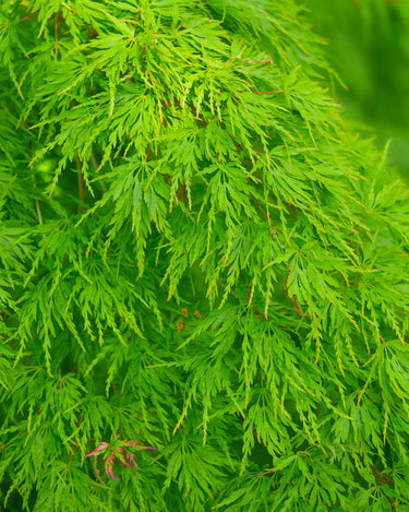 10 WEEPING LACELEAF MAPLE Japanese Acer Palmatum Dissectum Green Yellow Red Tree Seeds